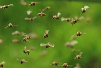 All That Buzz About Bees